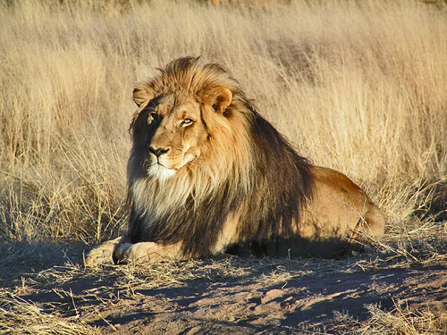 Lion (Panthera leo) lying down in Namibia. “The lion is one of the four big cats in the genus Panthera: and a member of the family Felidae. With some males exceeding 250 kg (550 lb) in weight, it is the second-largest living cat after the tiger.”  Text and Photograph courtesy of Wikipedia. Photograph by Kevin Pluck.